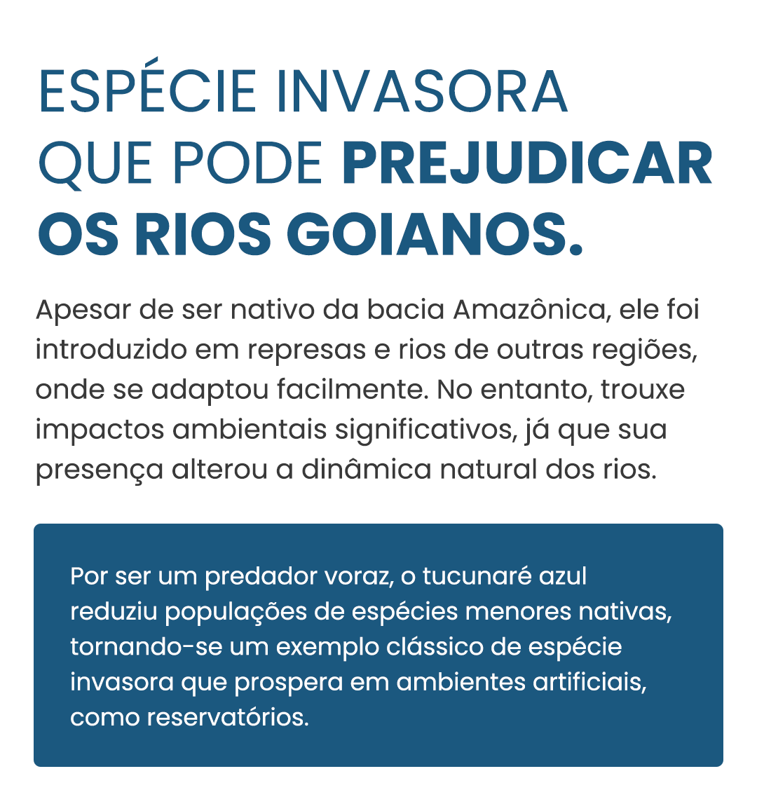 Curiosidade#002cichlapiquiti