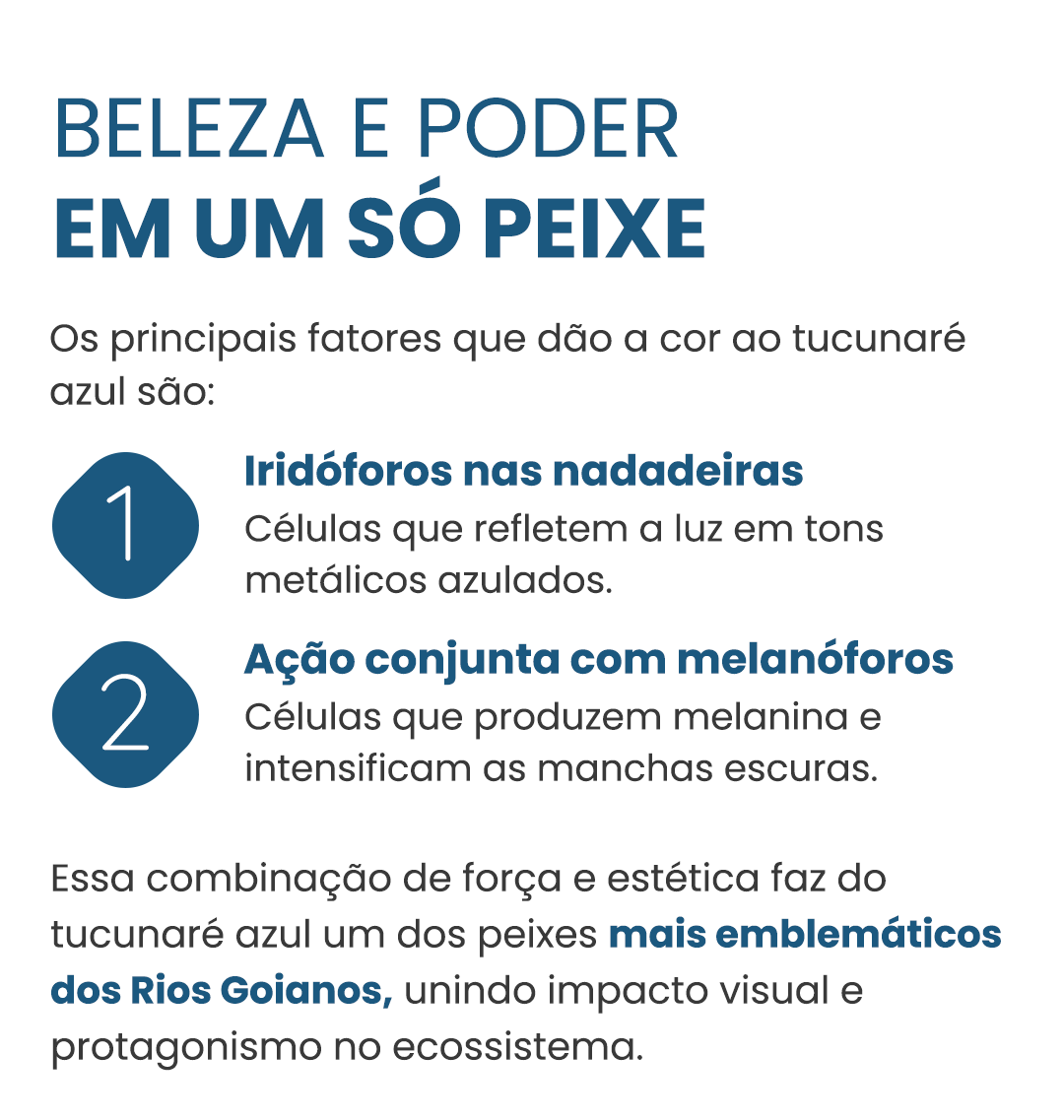 Curiosidade#3-chiclapiquiti