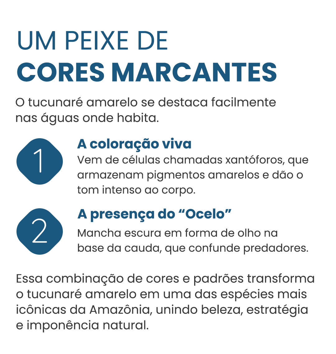 Curiosidade#3-ciclaocellaris