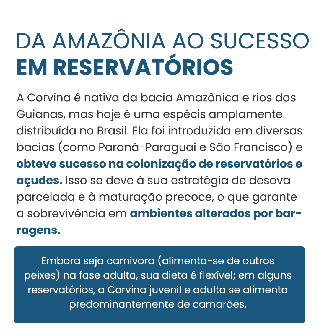 Corvina-curiosidade-01