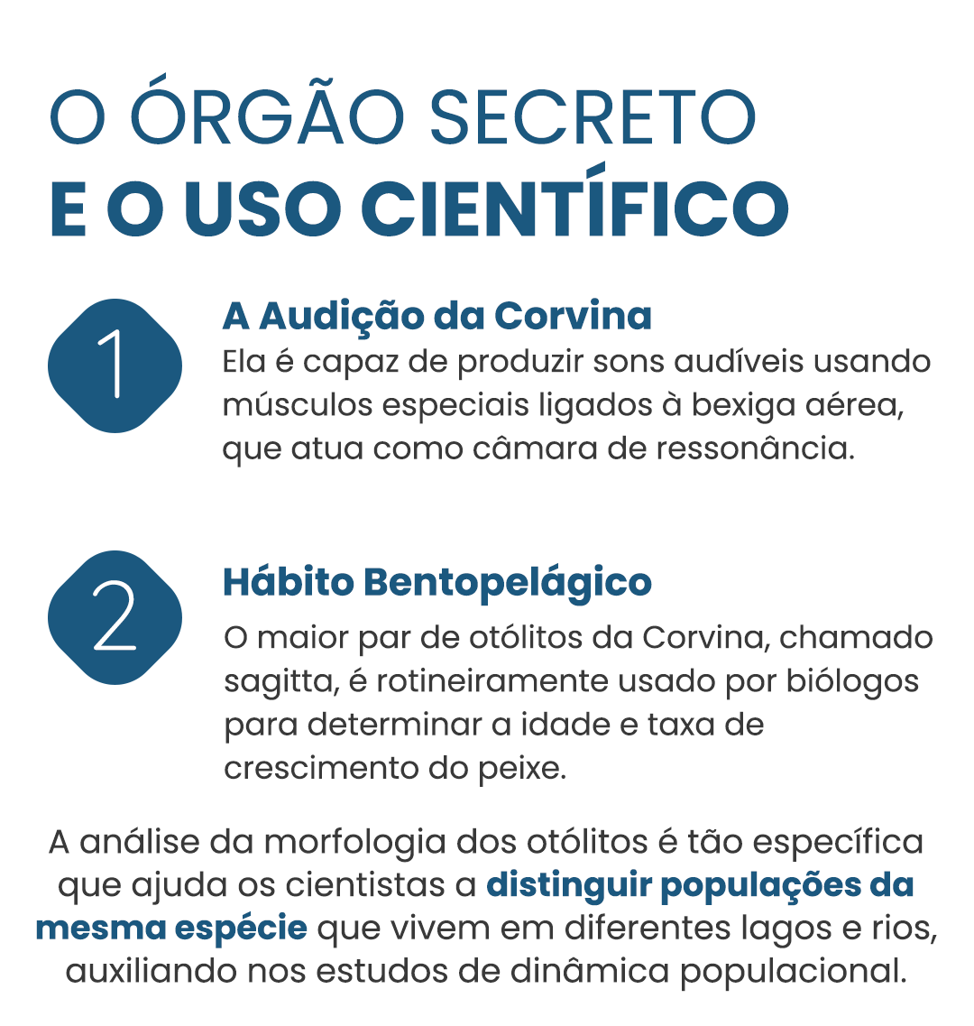 Corvina-curiosidade-03