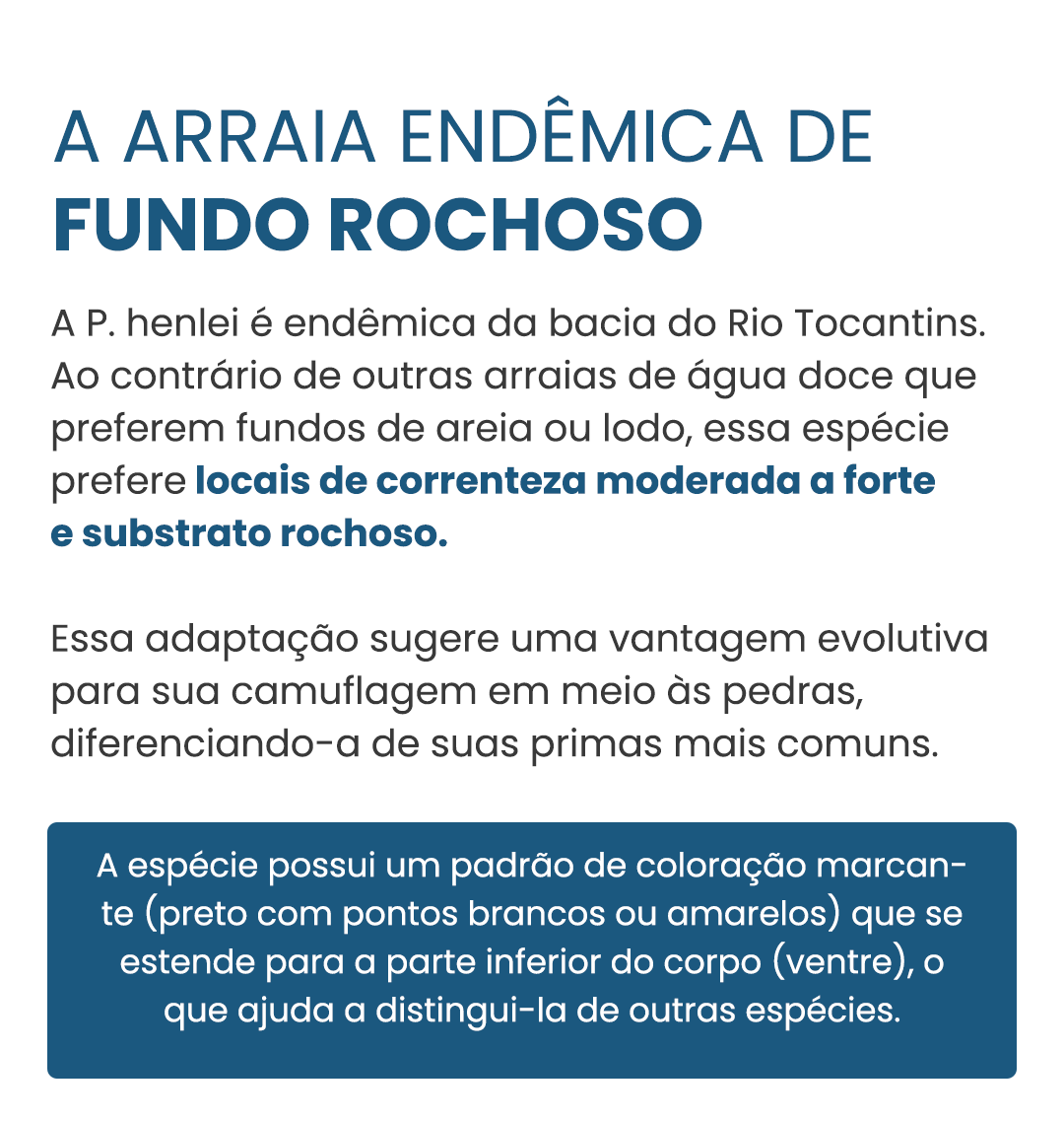 arraia-curiosidade-01