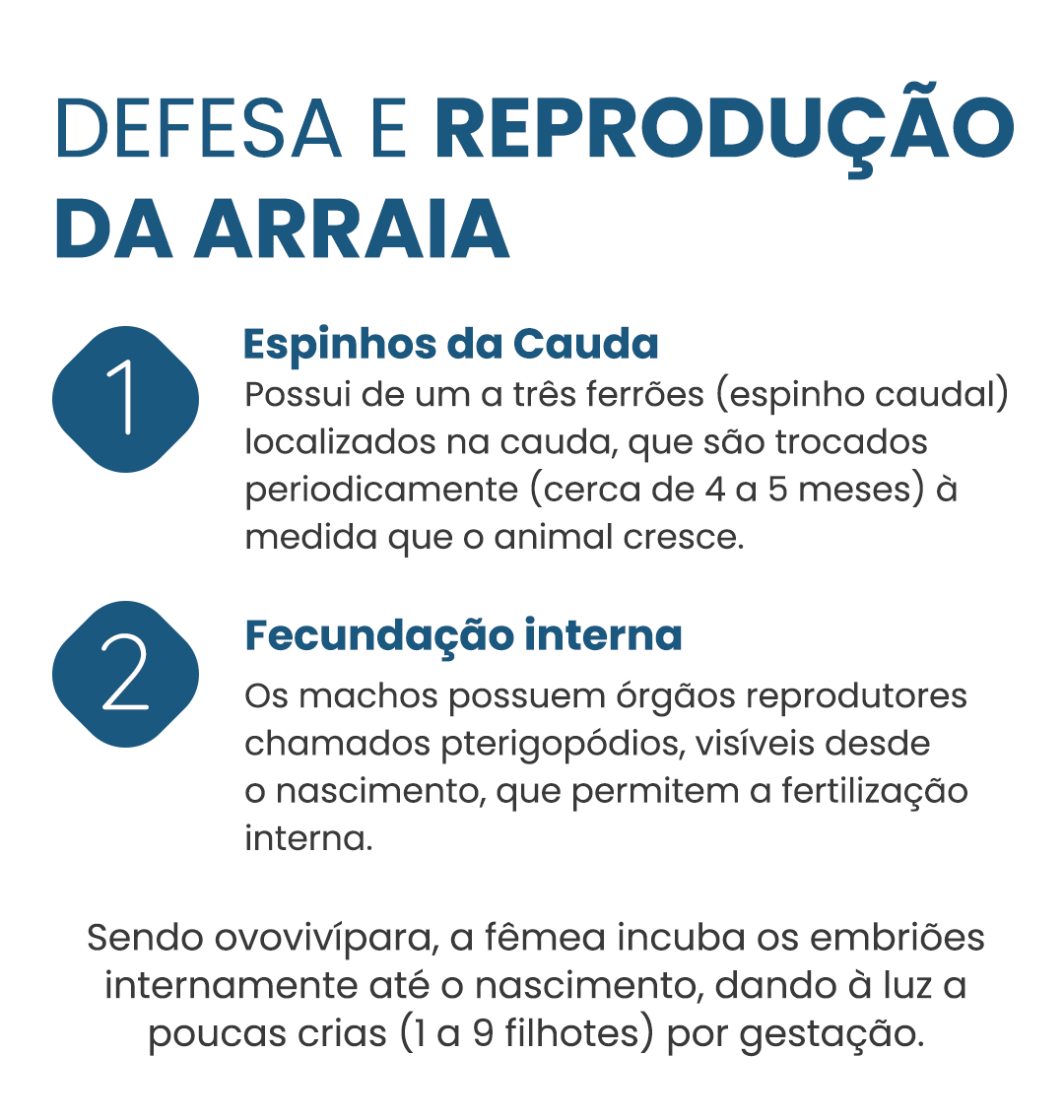 arraia-curiosidade-03