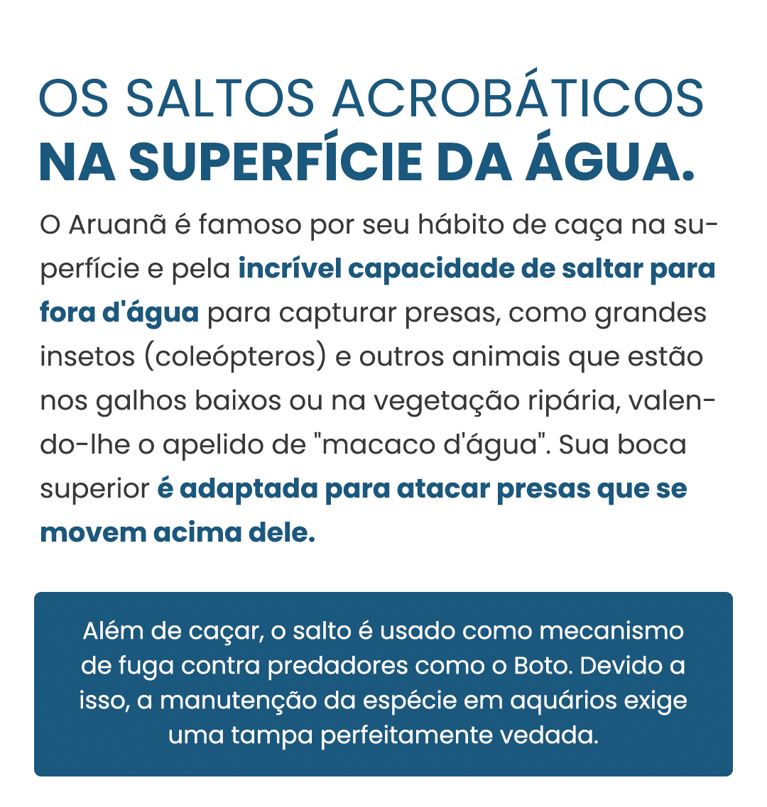 aruana-curiosidade-2