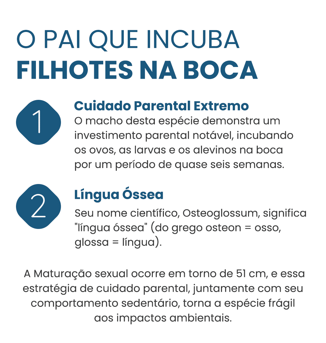 aruana-curiosidade-3