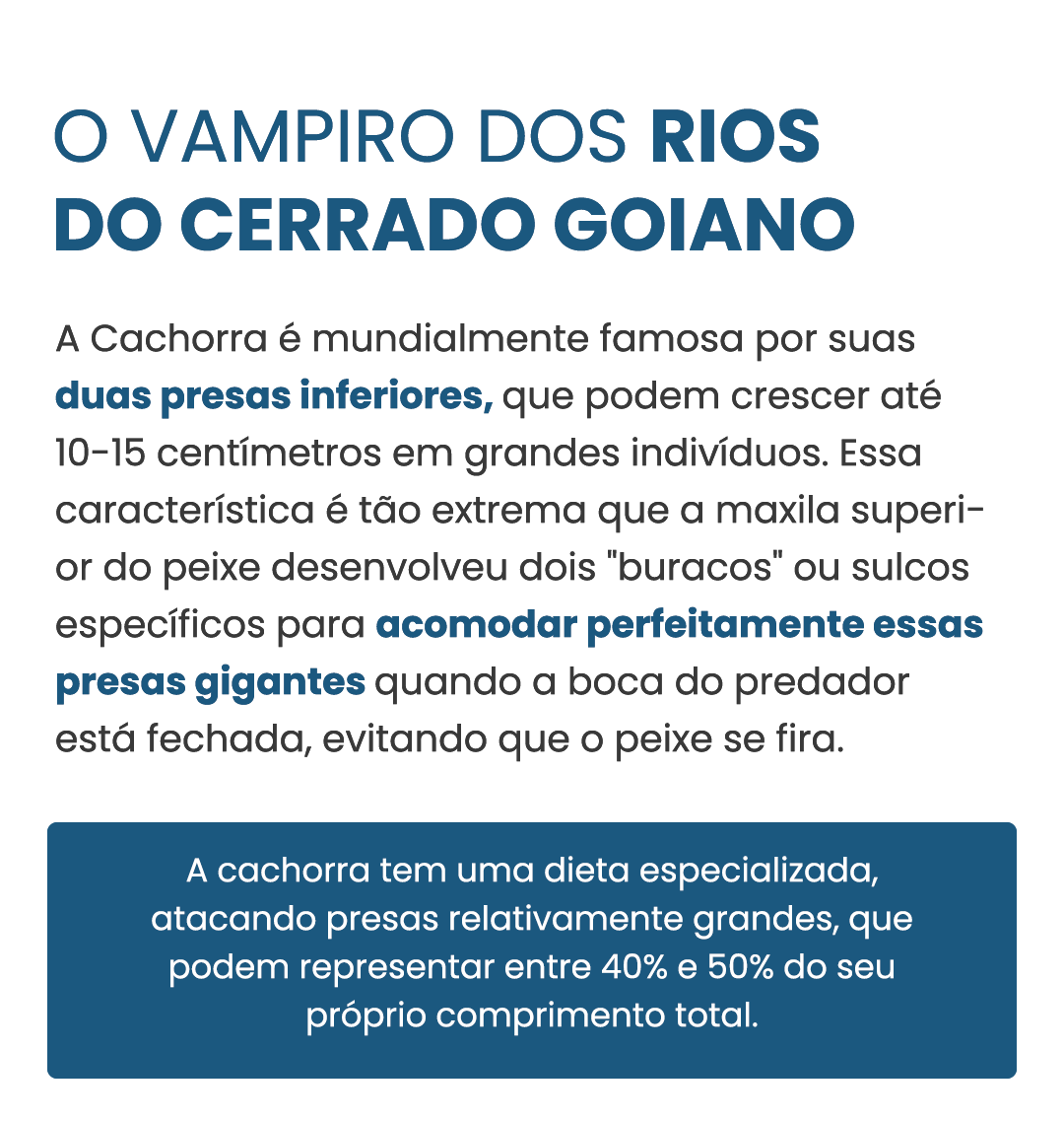 cachorra-curiosidade-01