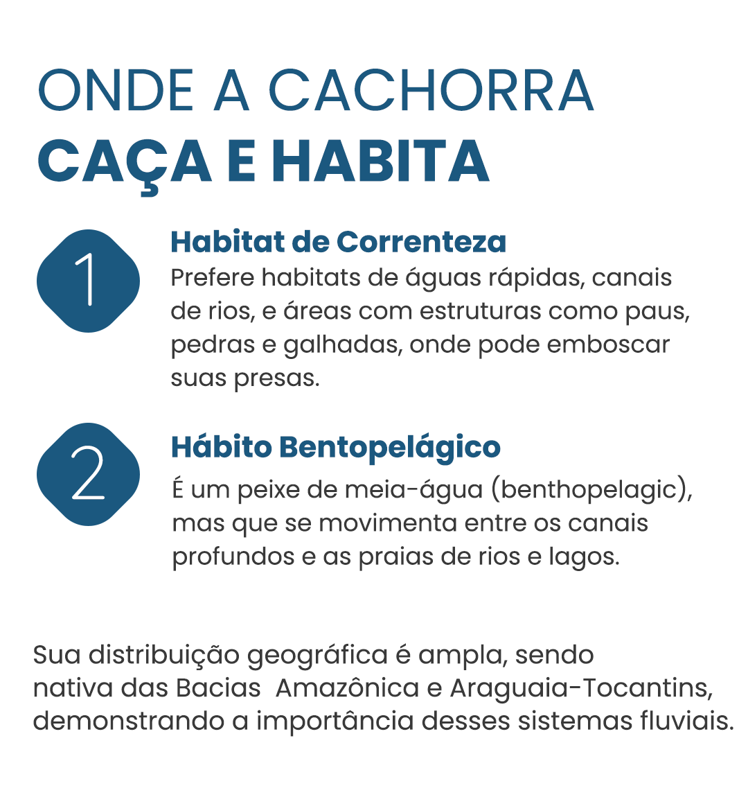 cachorra-curiosidade-3