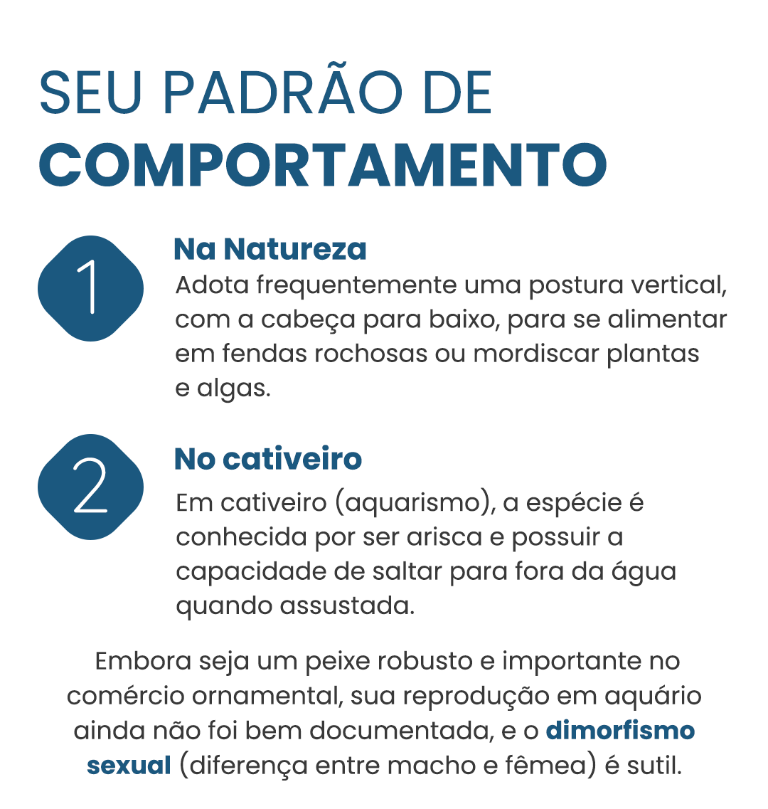 piauflamengo-curiosidade-03